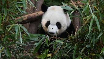 最新国产熊猫视频下载,捕捉萌态瞬间，尽享国宝魅力