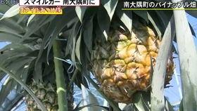 国产片菠萝蜜视频,国产短视频平台的崛起与魅力