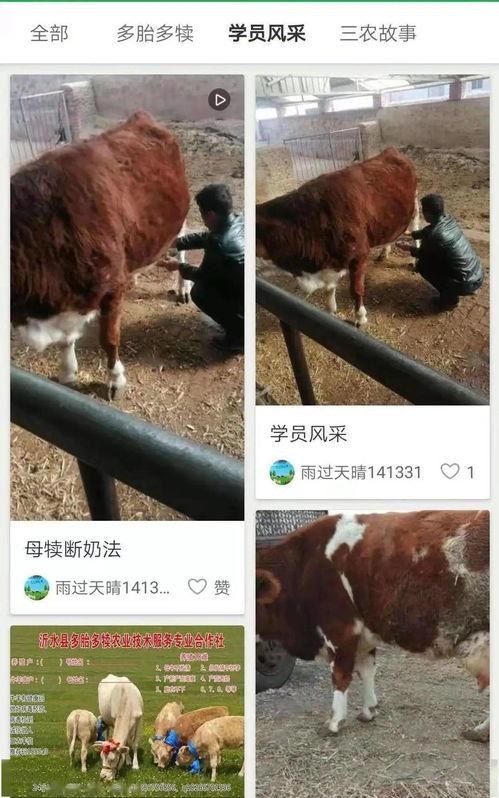 国产女人牛牛免费视频,揭秘网络直播的诱惑与风险  第3张