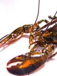 国产龙虾视频在线观看,在线观看，畅享美味时光  第3张