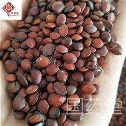国产酸枣仁视频,天然安神佳品，揭秘其神奇功效与养生之道  第3张